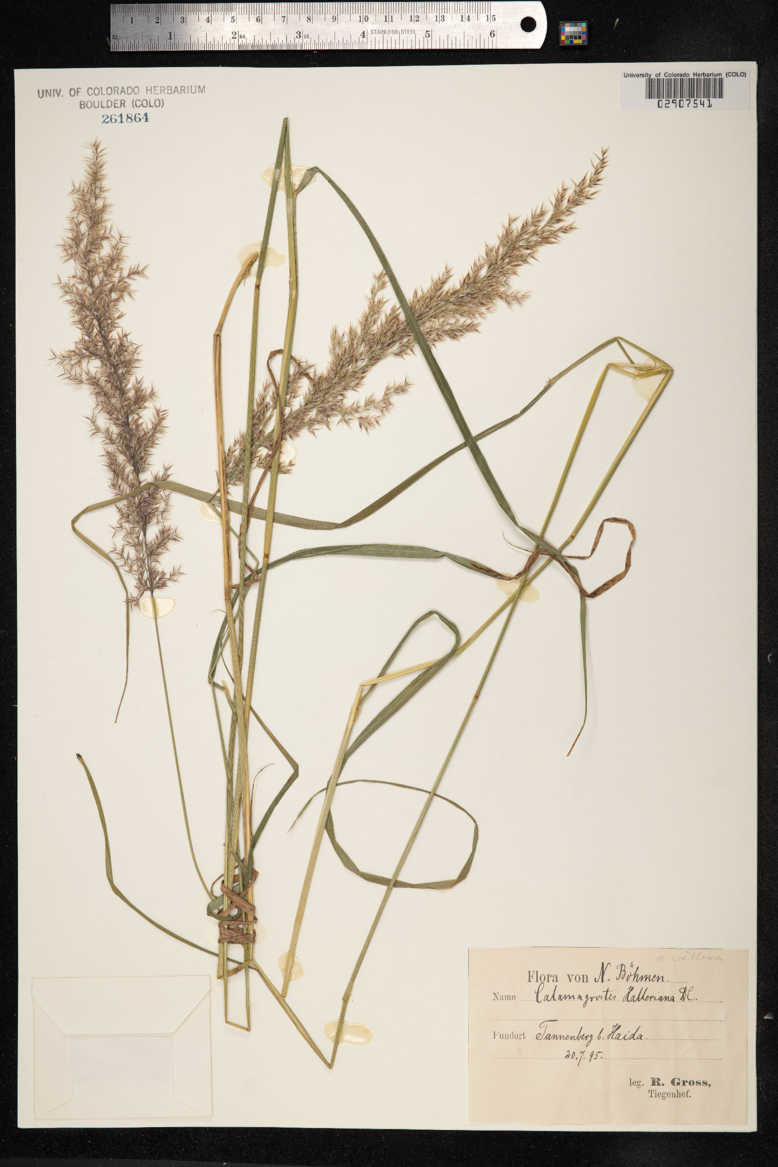 Calamagrostis halleriana image