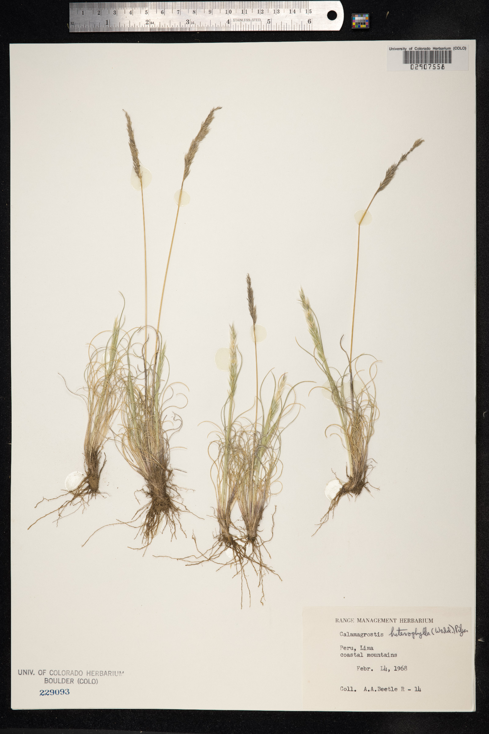 Calamagrostis heterophylla image