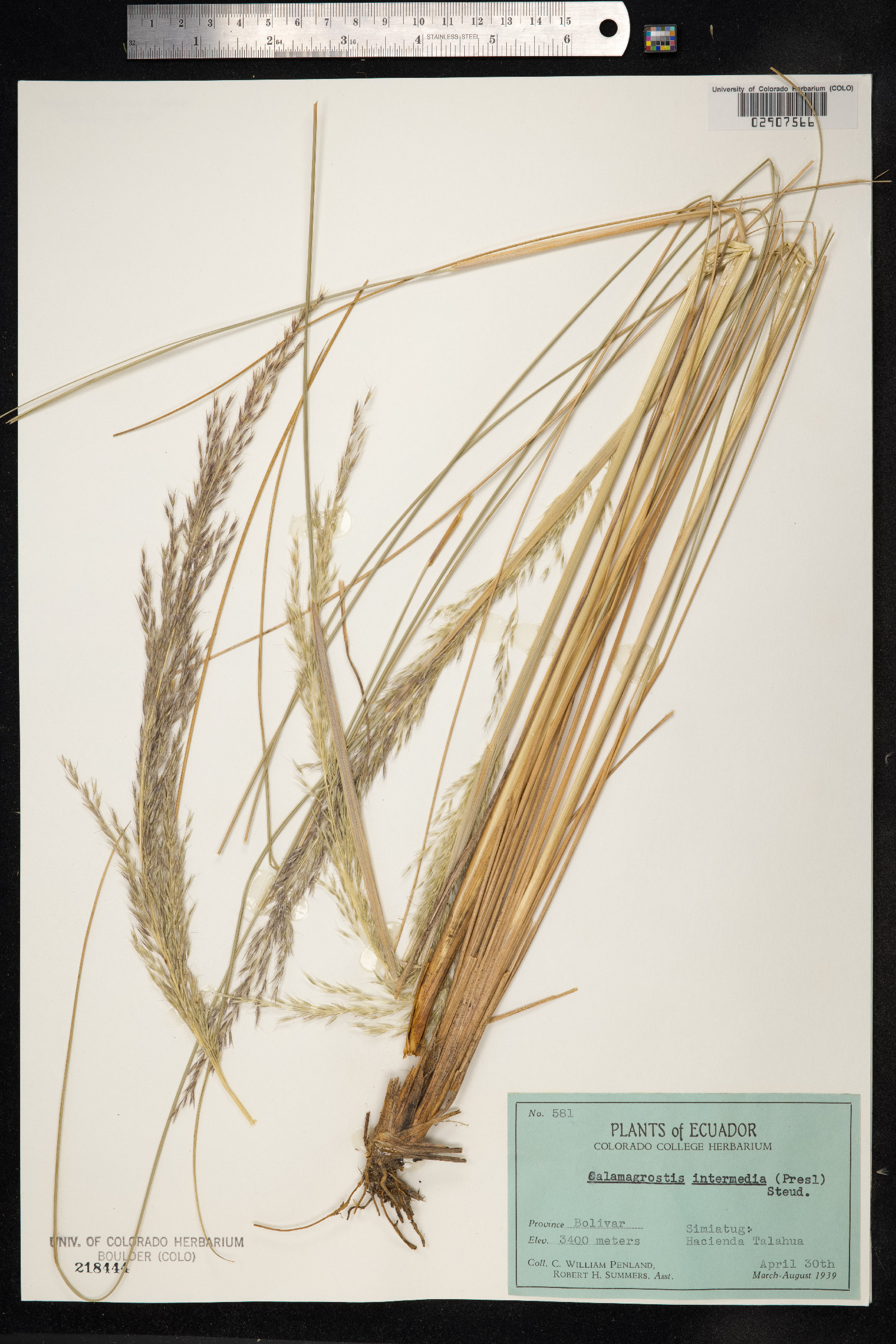 Calamagrostis intermedia image