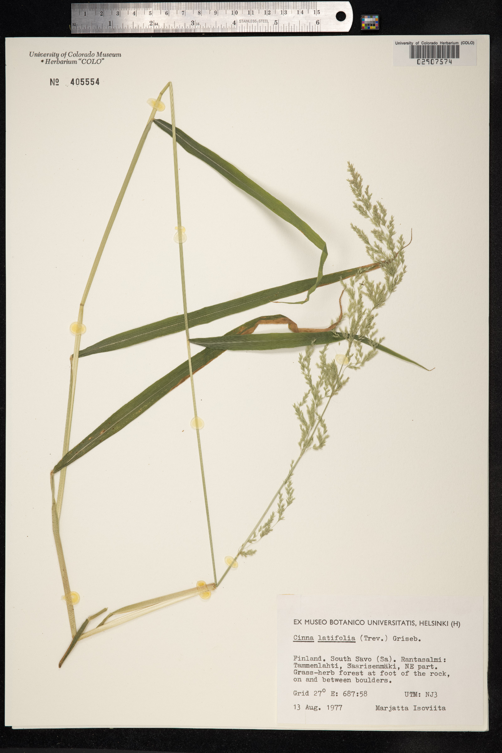 Cinna latifolia image