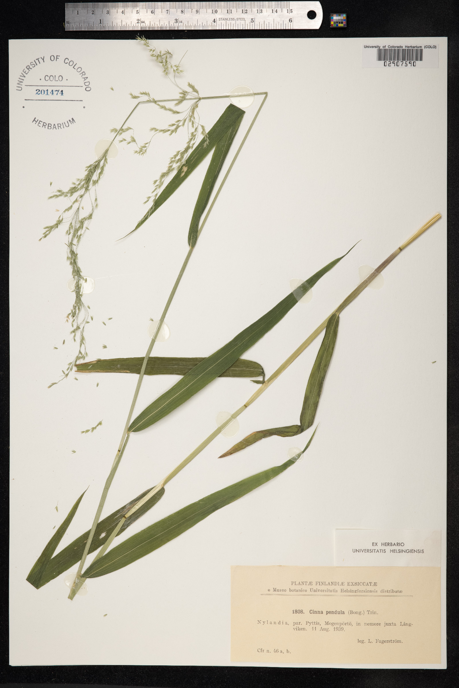 Cinna latifolia image