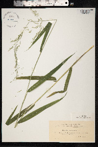 Cinna latifolia image