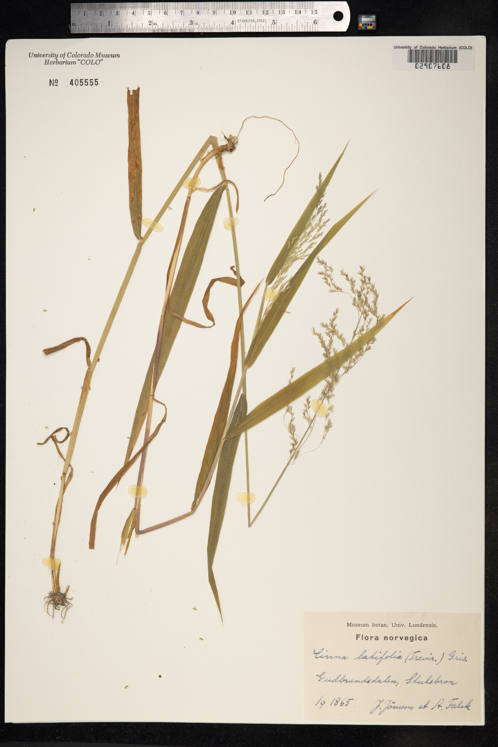 Cinna latifolia image