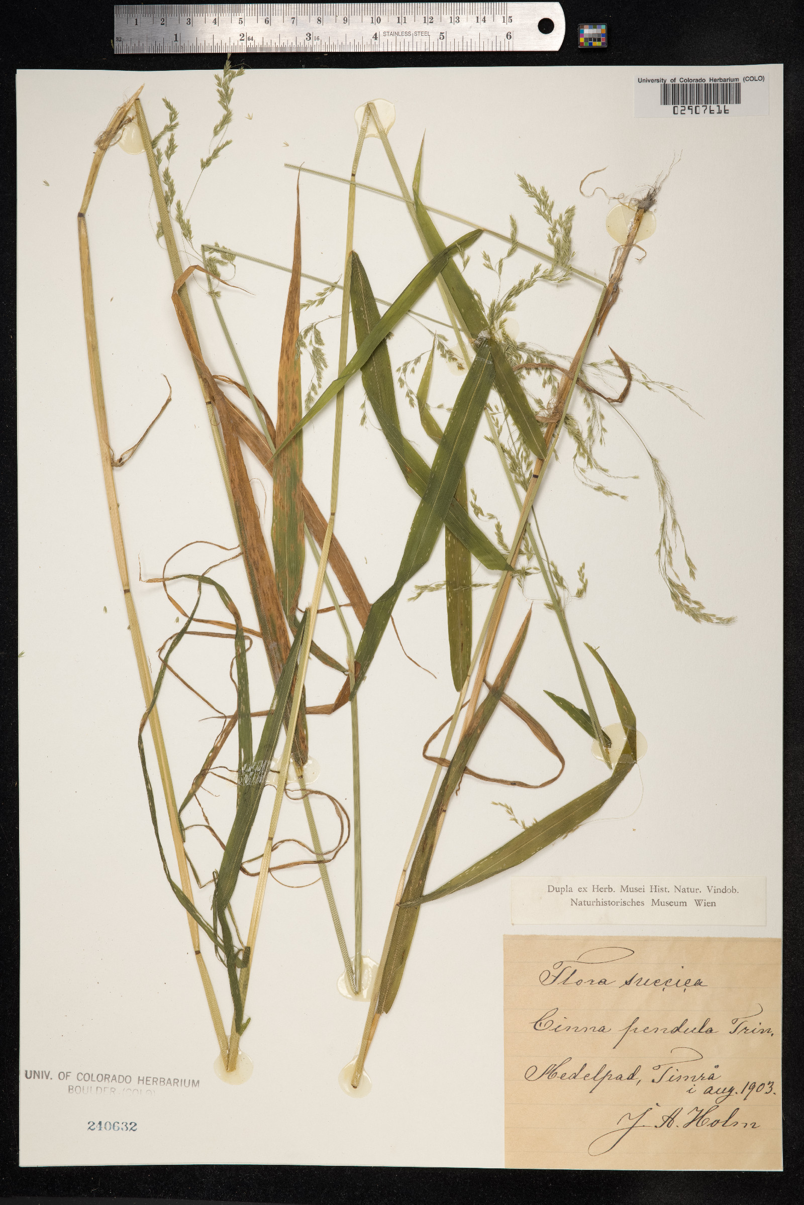 Cinna latifolia image