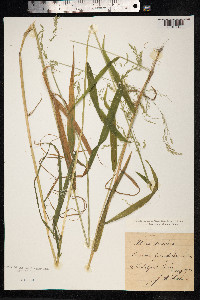 Cinna latifolia image