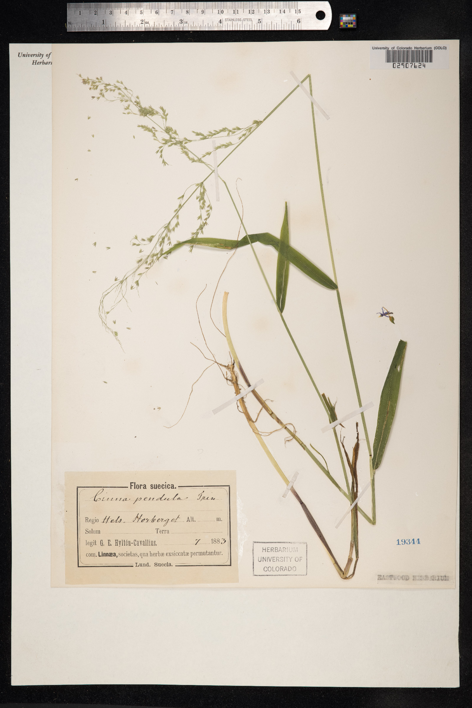 Cinna latifolia image
