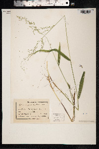 Cinna latifolia image