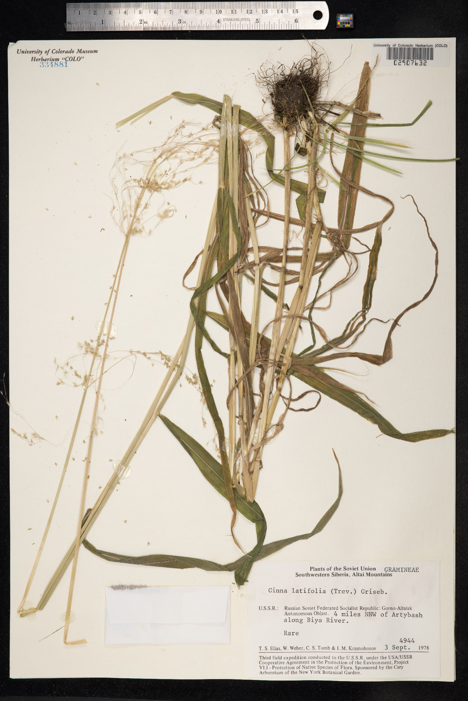 Cinna latifolia image