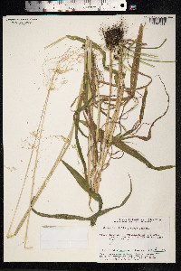 Cinna latifolia image