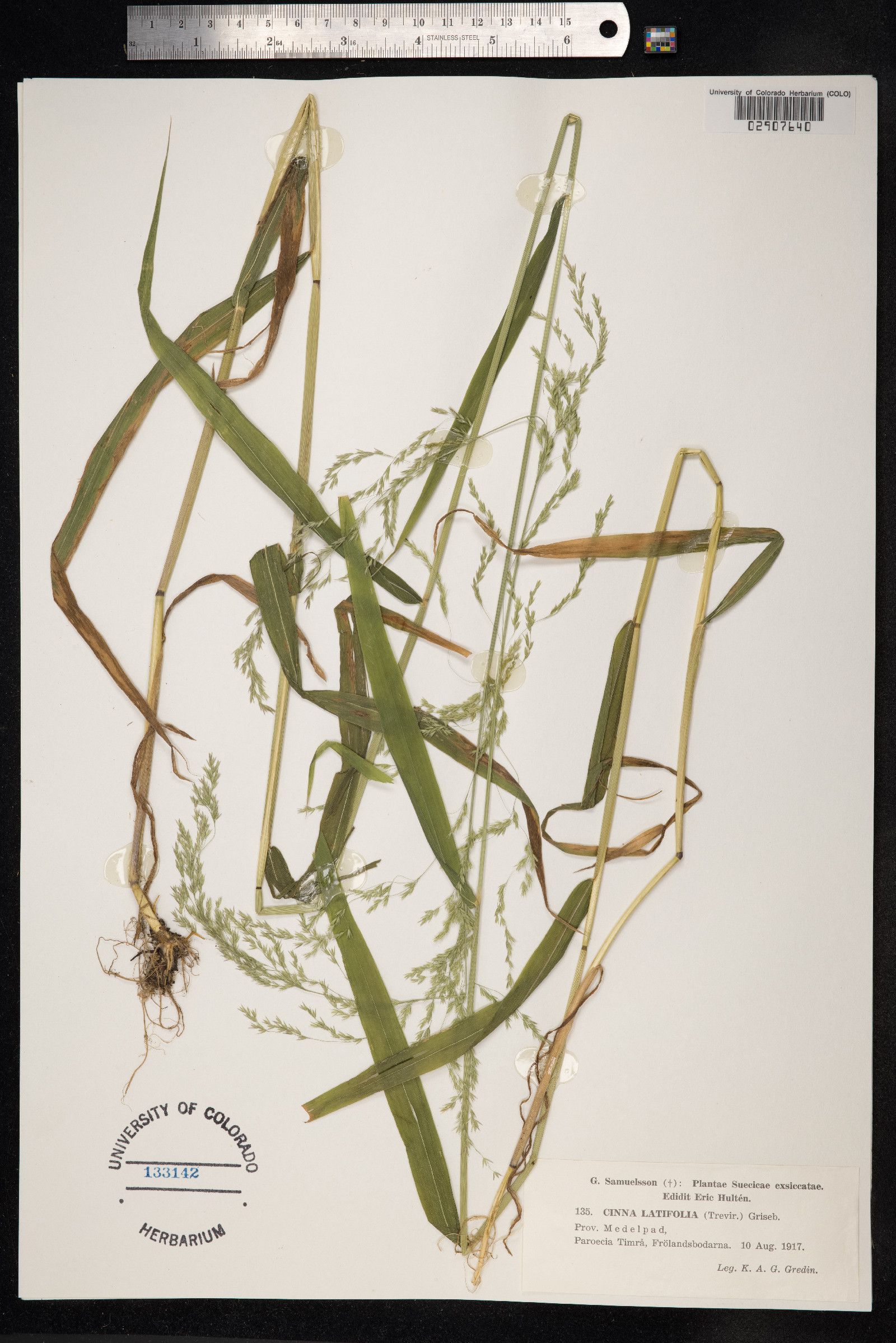 Cinna latifolia image