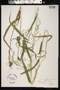 Cinna latifolia image