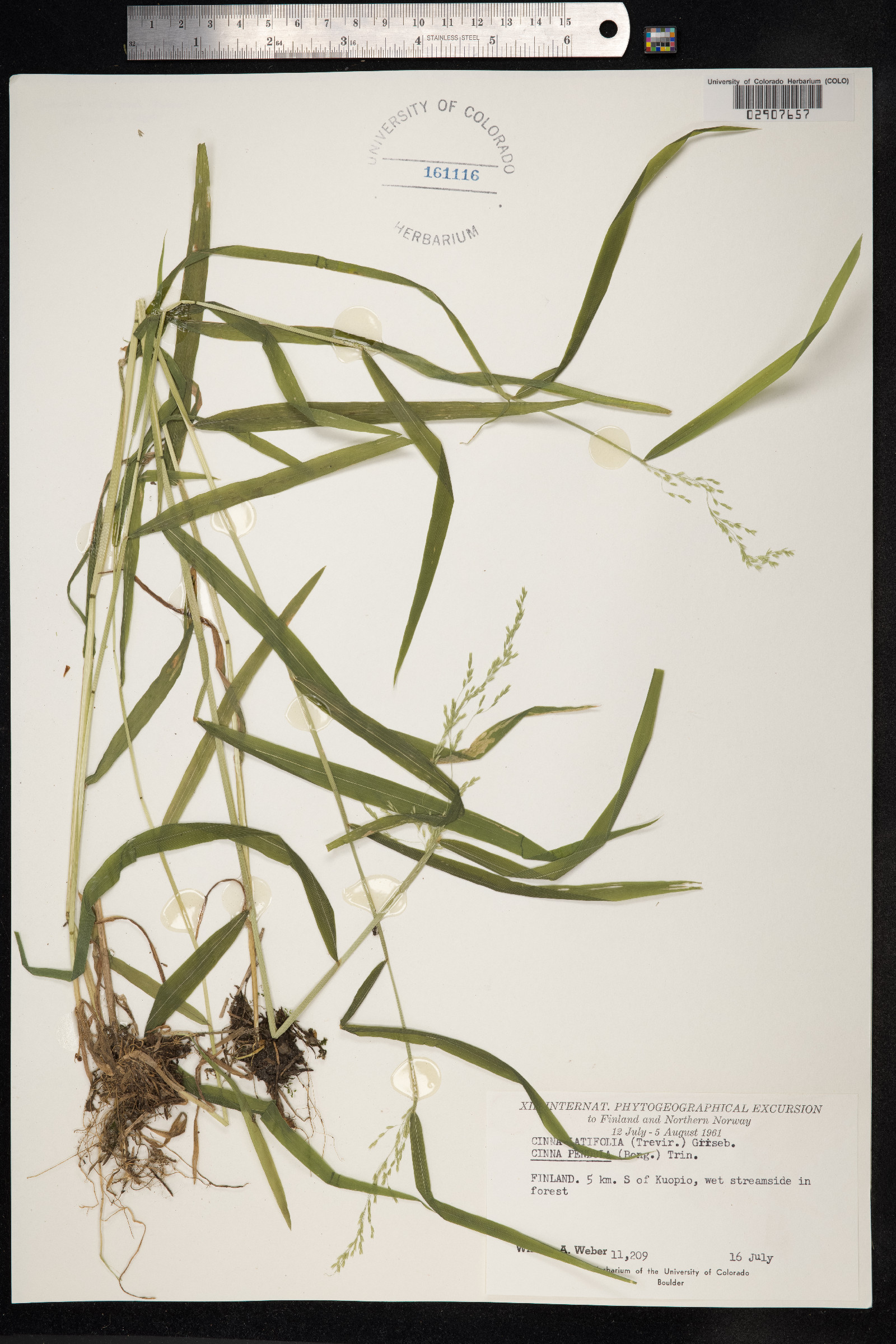 Cinna latifolia image