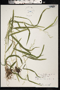 Cinna latifolia image
