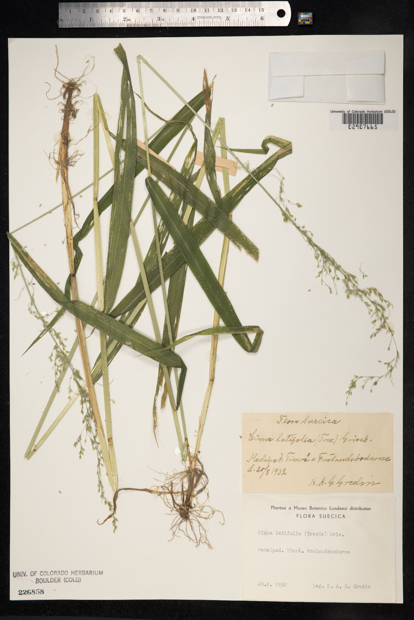 Cinna latifolia image