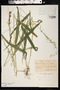 Cinna latifolia image