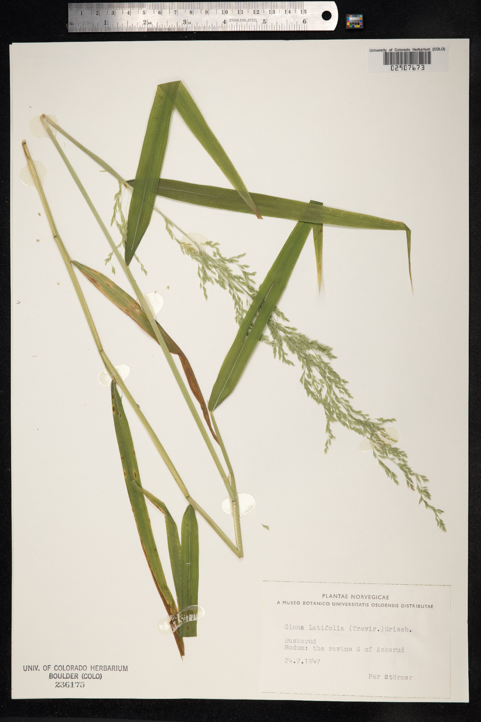 Cinna latifolia image