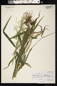 Cinna latifolia image