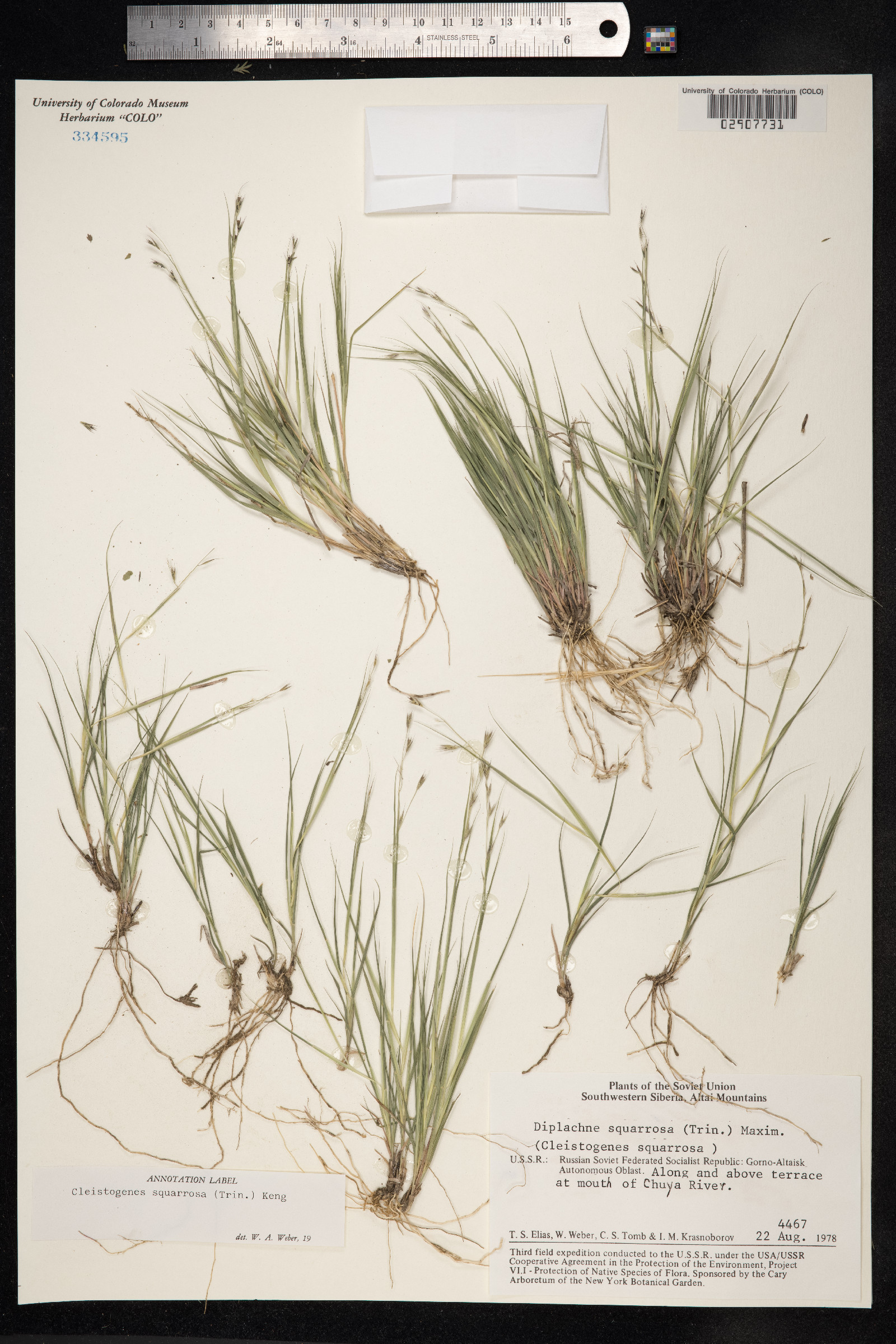 Kengia squarrosa image