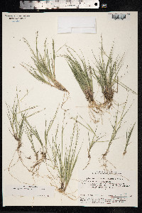 Image of Kengia squarrosa