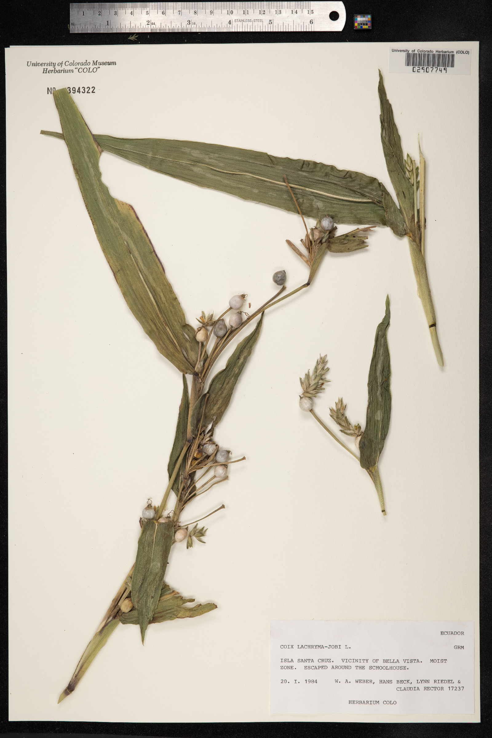 Coix lacryma-jobi image