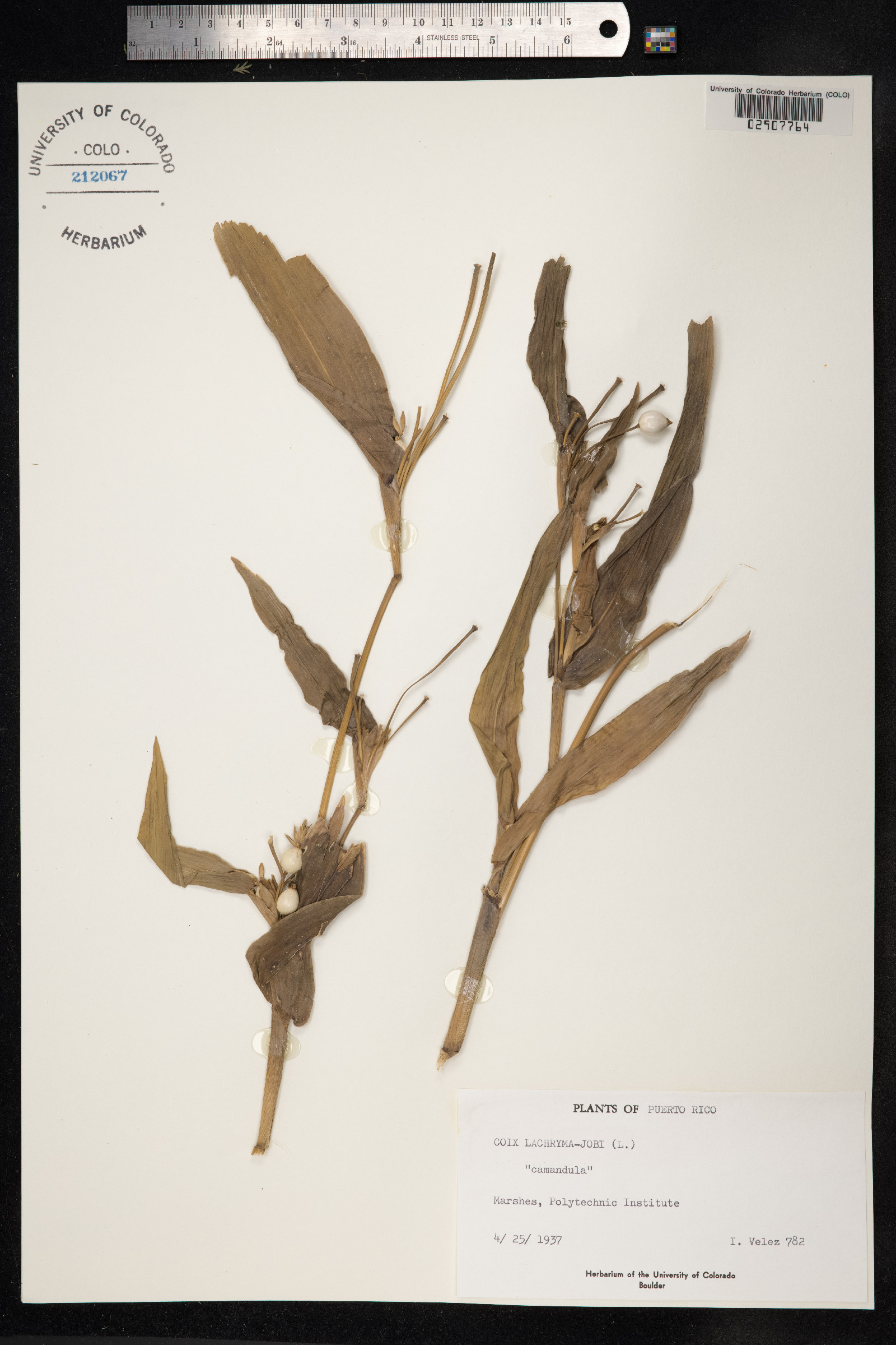 Coix lacryma-jobi image