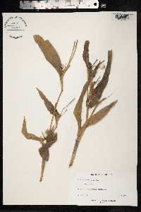 Coix lacryma-jobi image