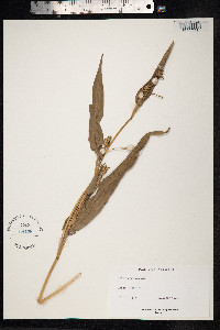 Coix lacryma-jobi image