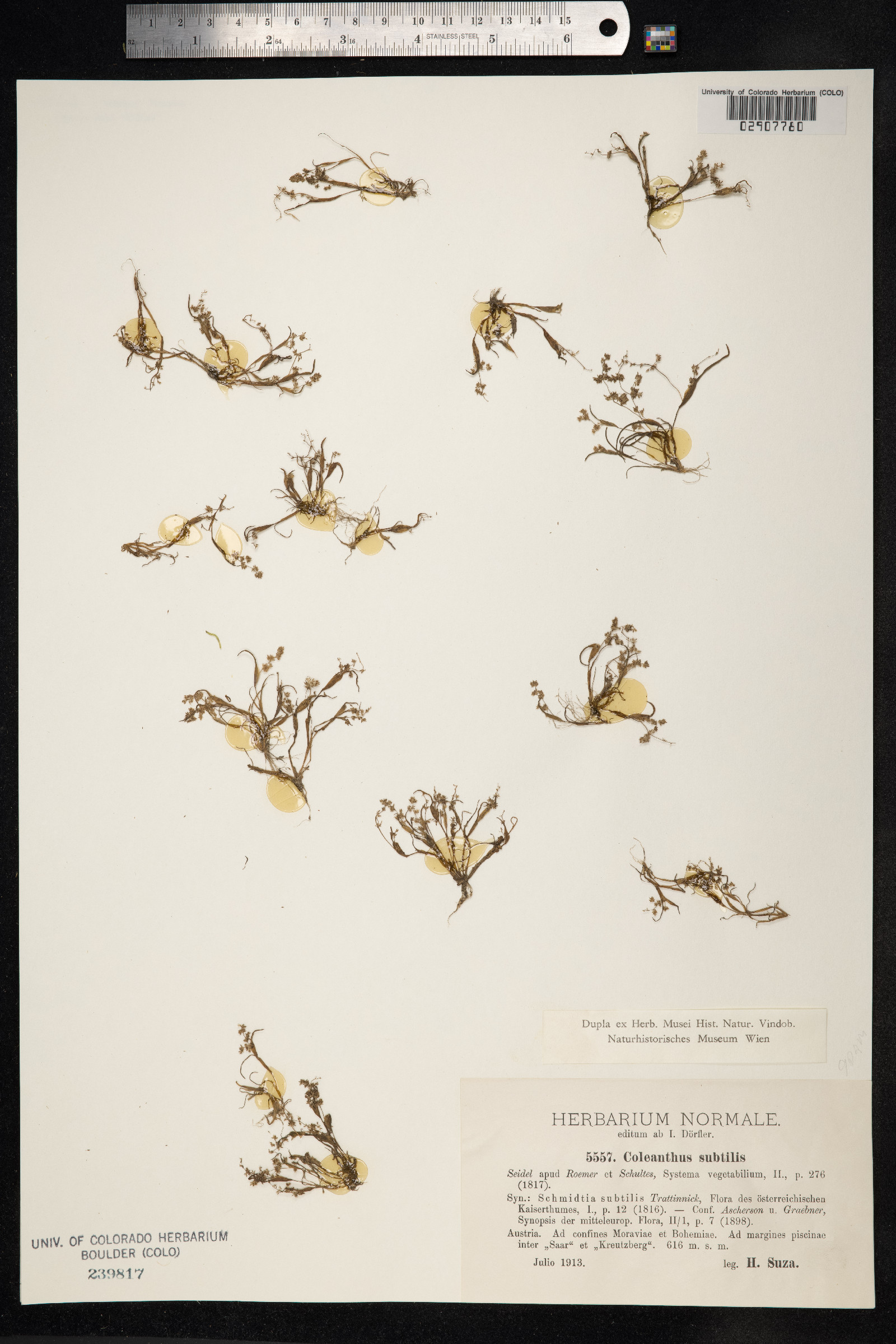 Coleanthus subtilis image