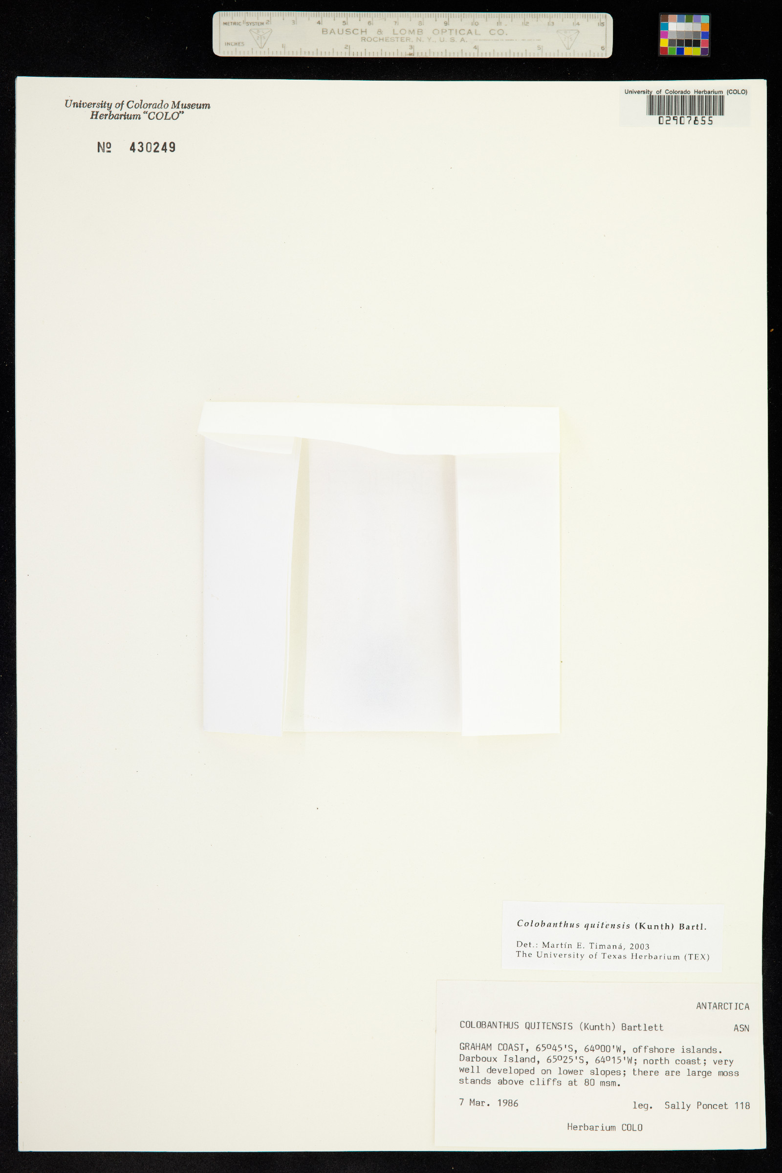 Colobanthus image