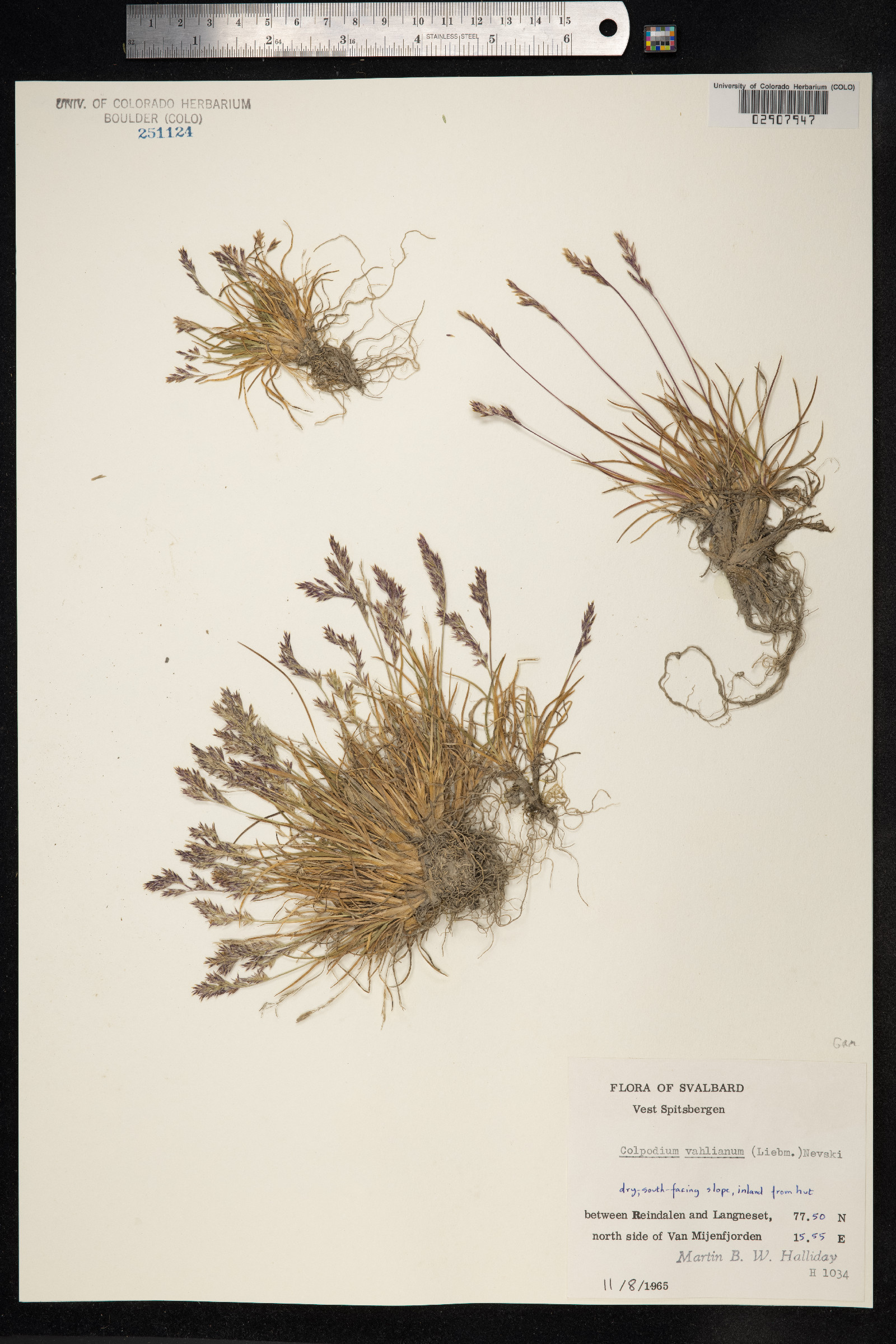 Puccinellia vahliana image