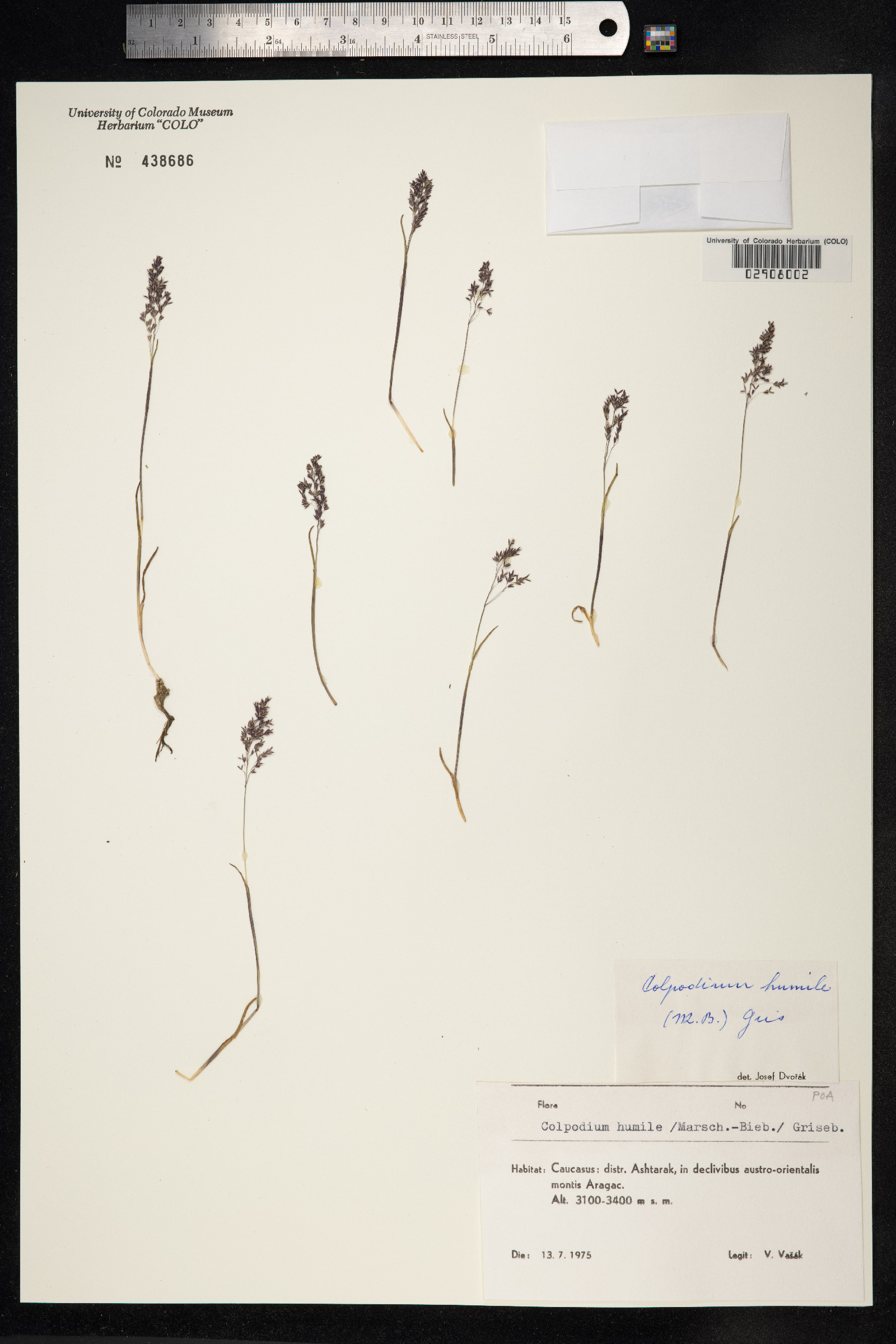 Dupontia fisheri ssp. fisheri image