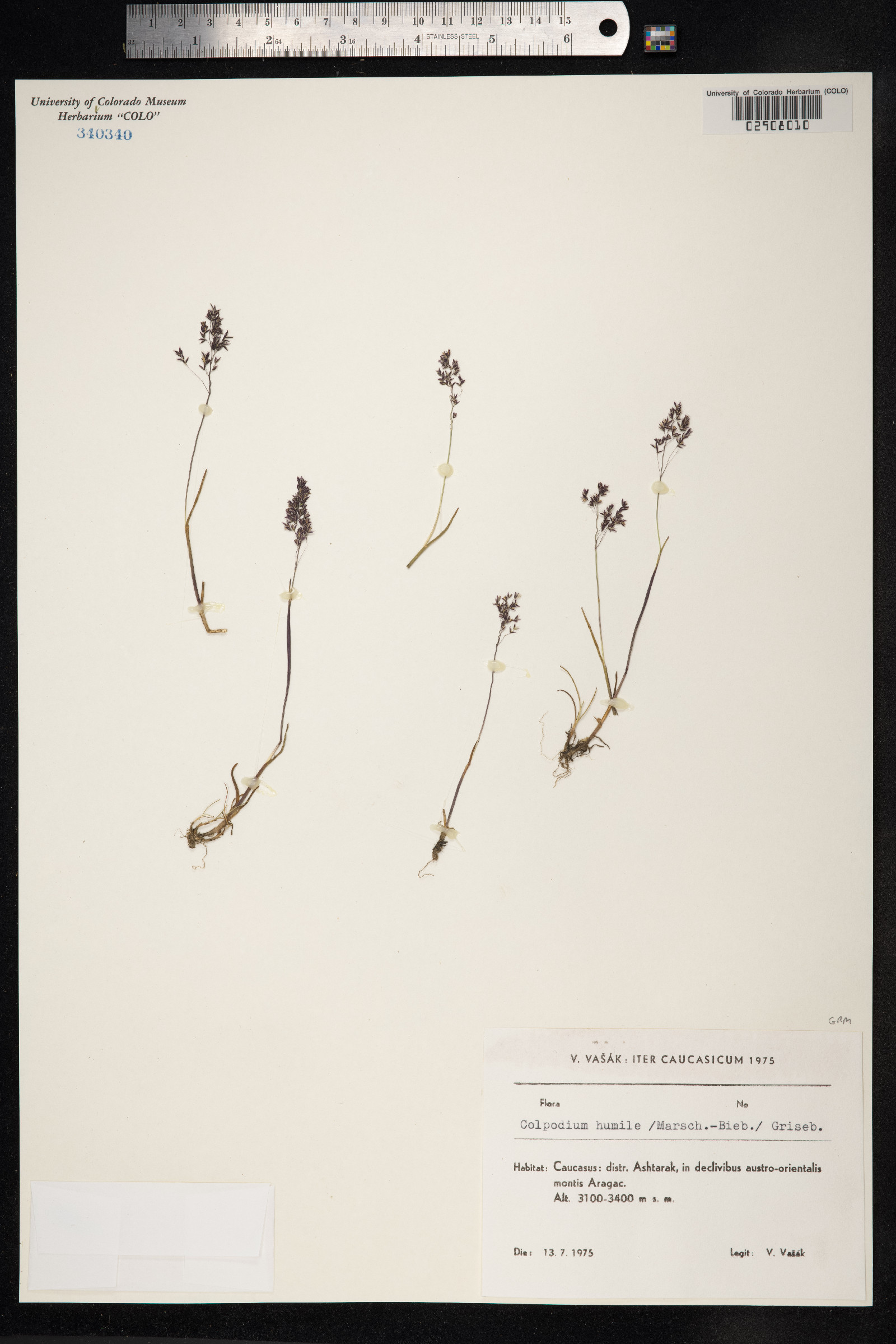 Dupontia fisheri ssp. fisheri image