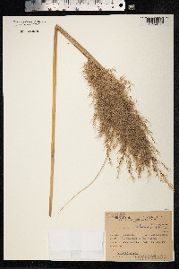 Cortaderia rudiuscula image