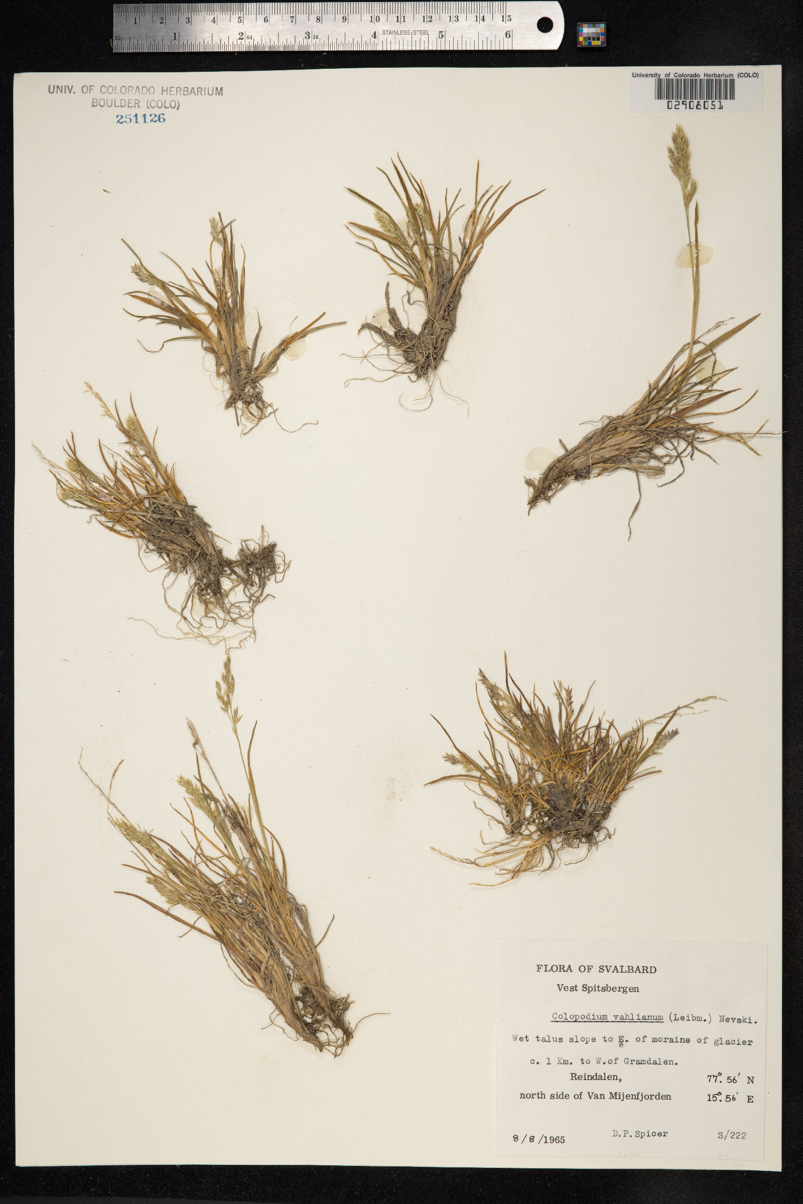 Puccinellia vahliana image