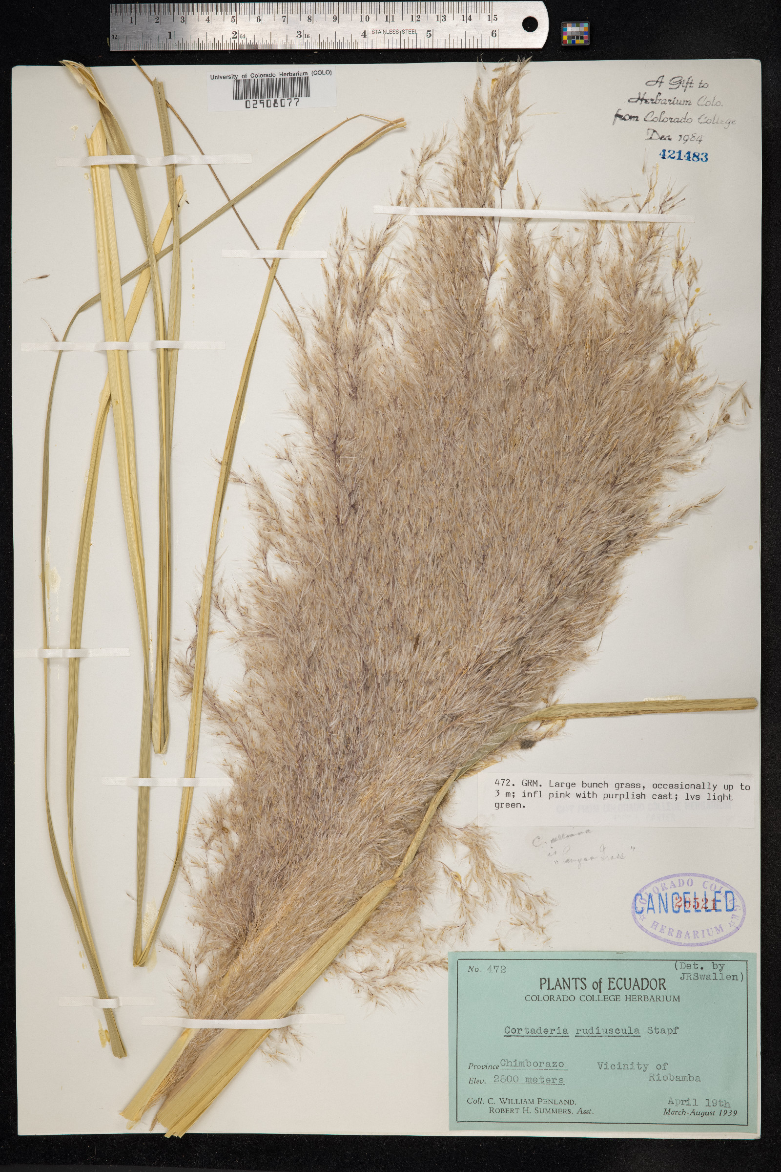 Cortaderia image