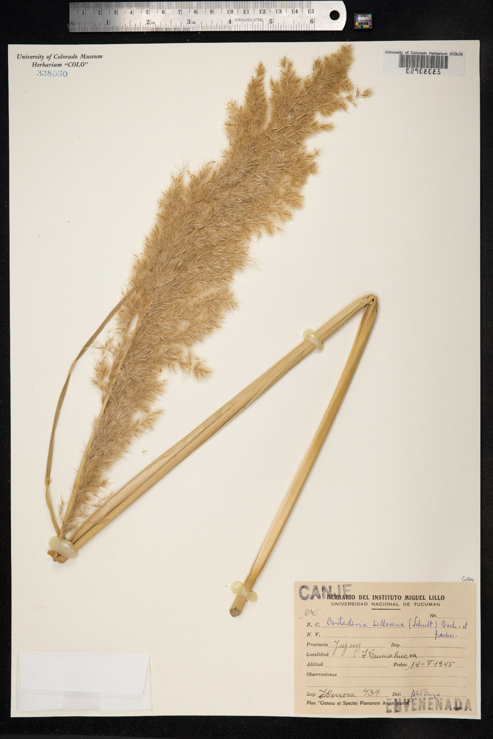 Cortaderia selloana image