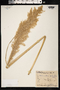Cortaderia selloana image