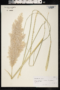 Cortaderia selloana image