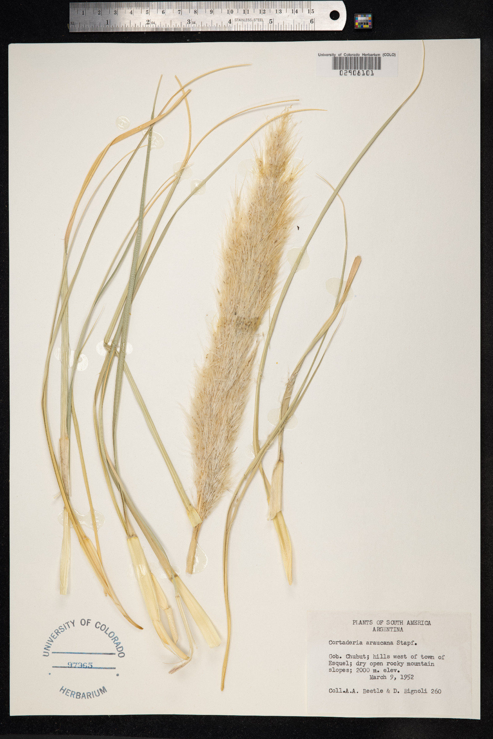 Cortaderia araucana image