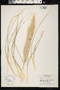 Image of Cortaderia araucana