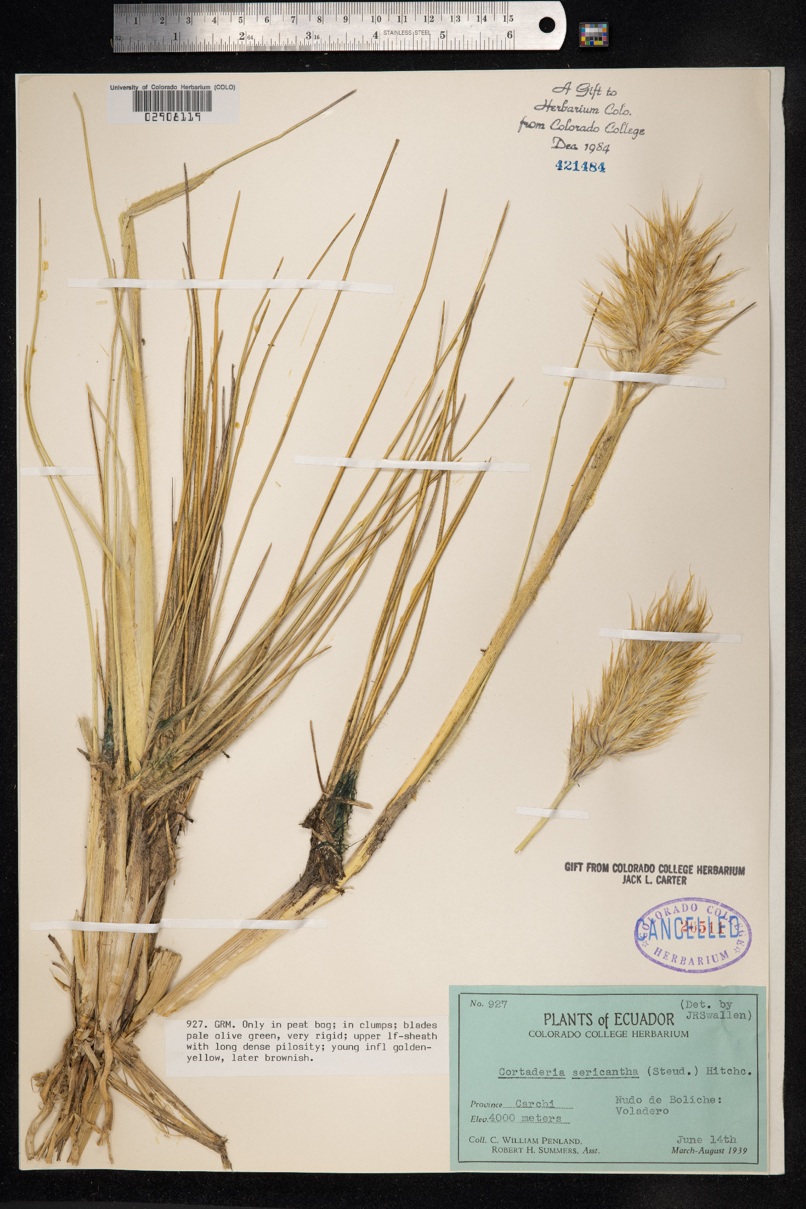 Cortaderia sericantha image