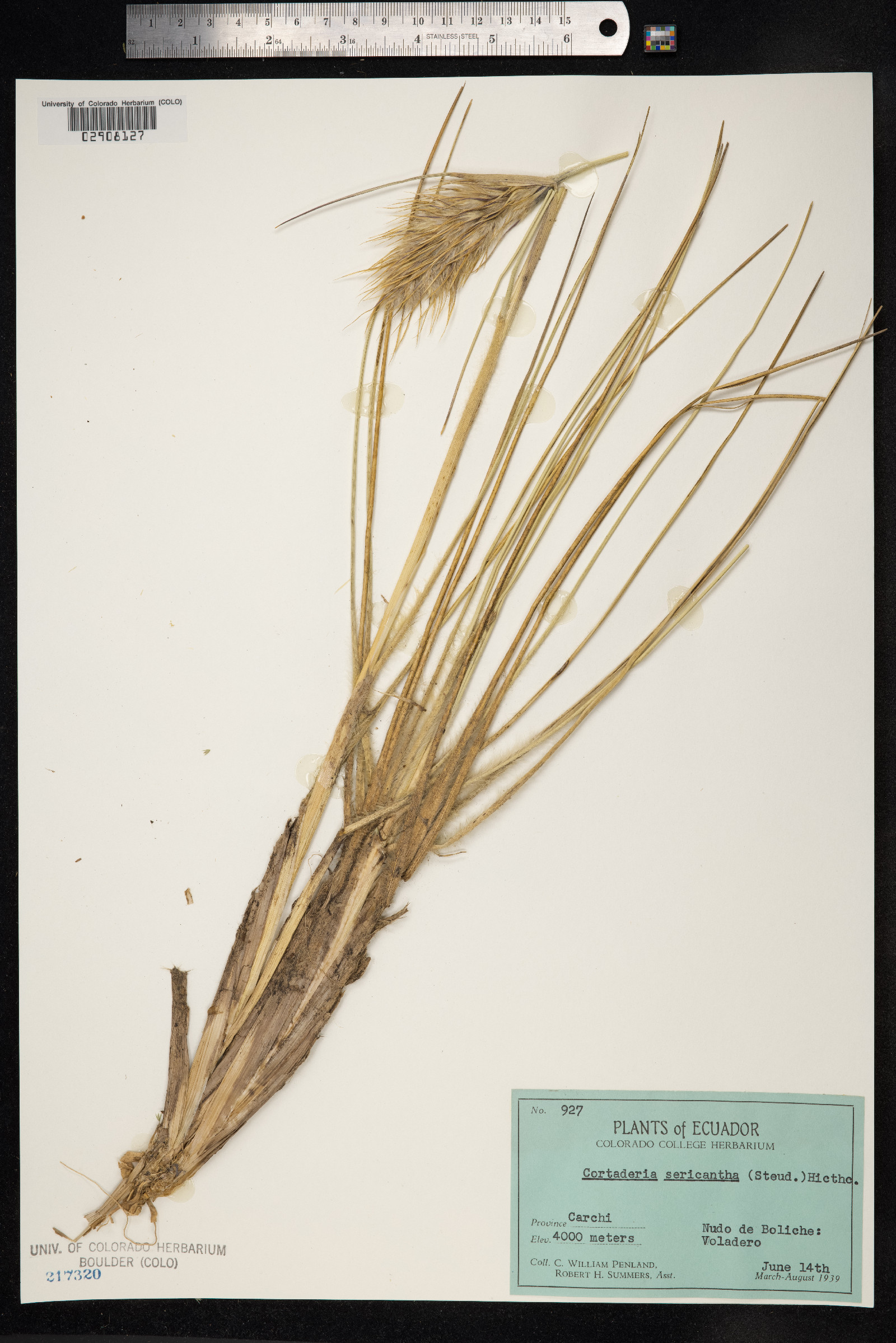 Cortaderia sericantha image