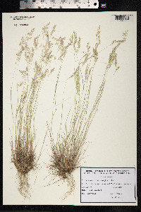 Corynephorus canescens image