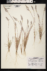 Corynephorus canescens image