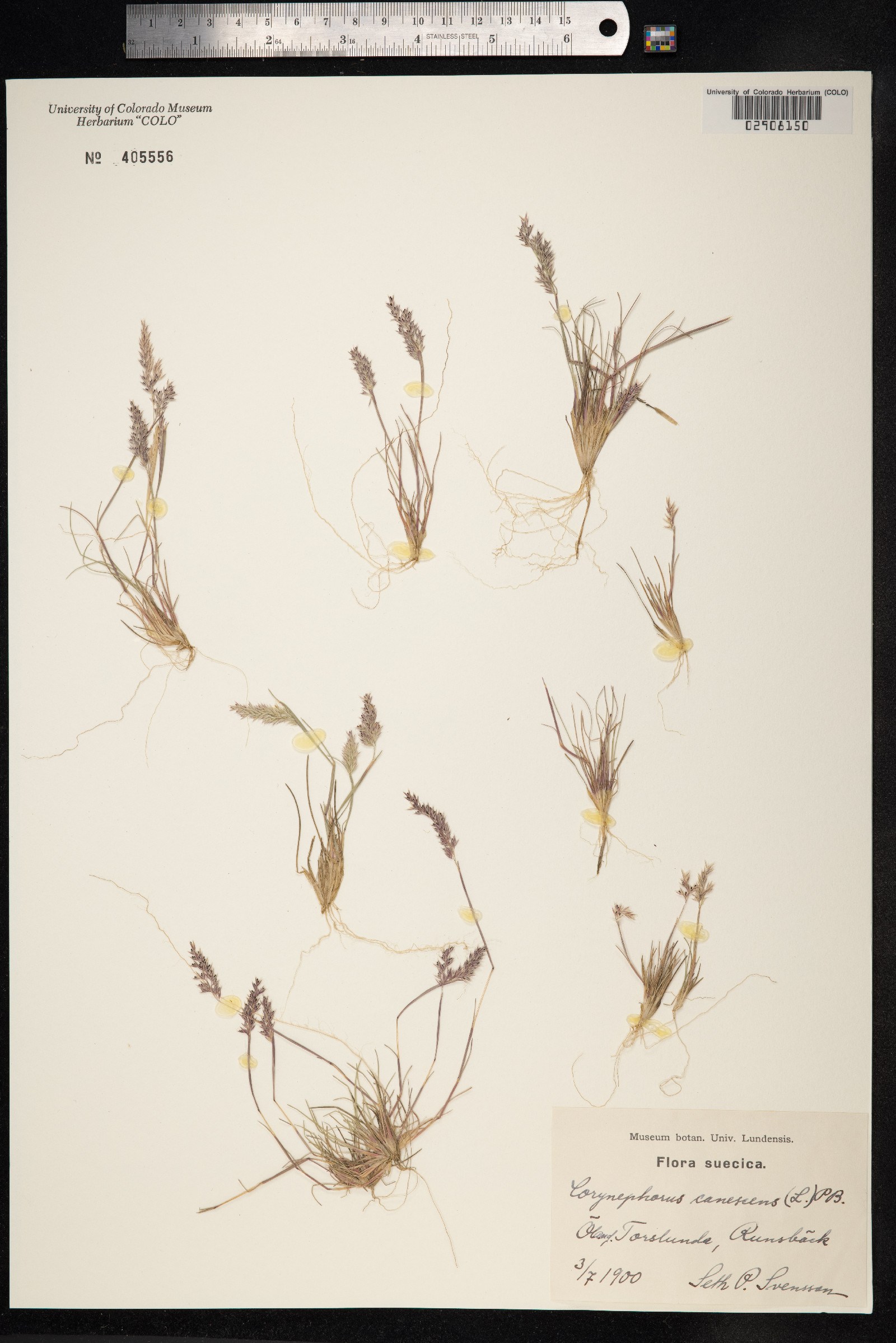 Corynephorus canescens image