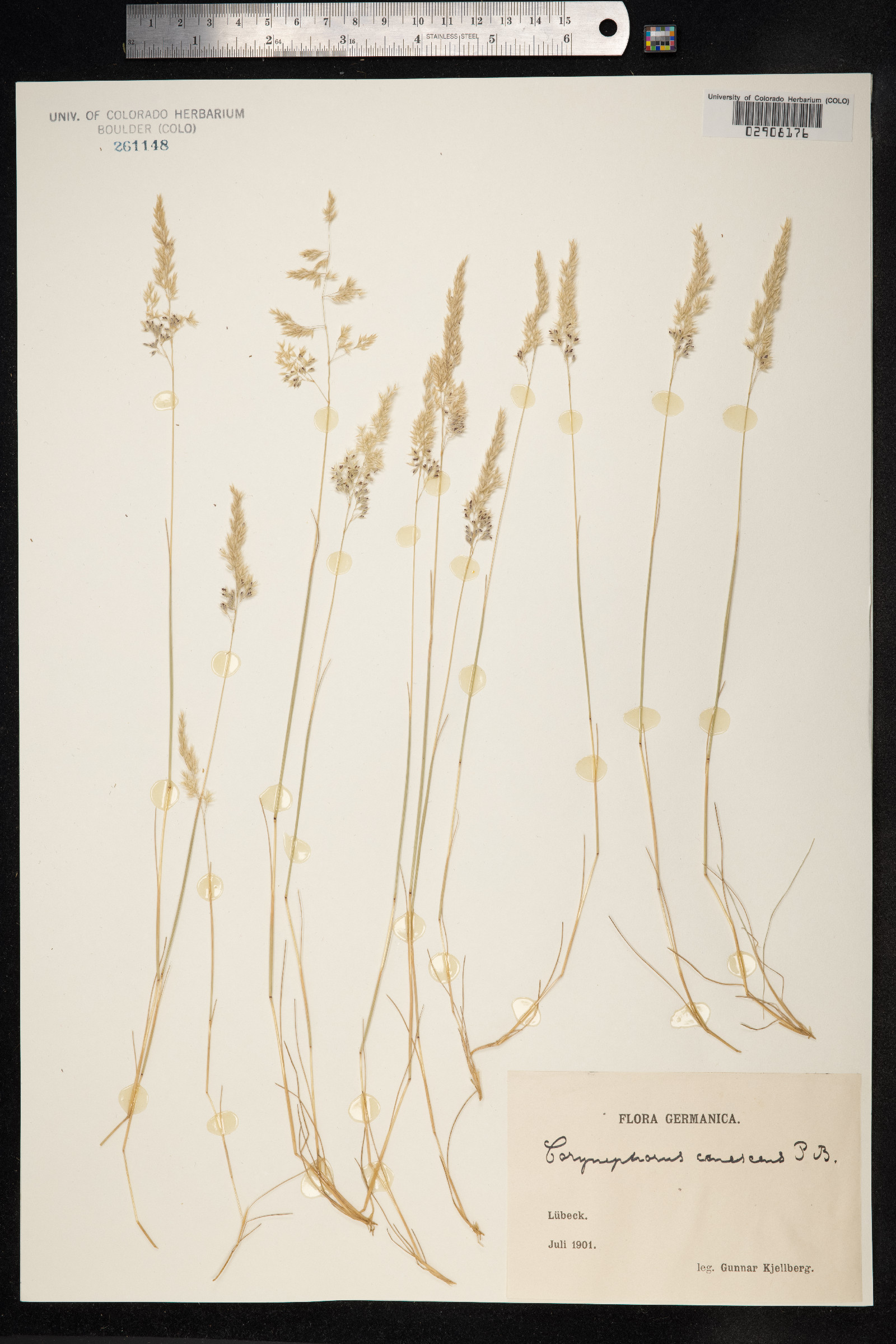 Corynephorus canescens image