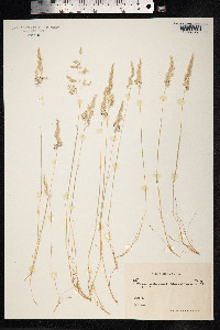 Corynephorus canescens image