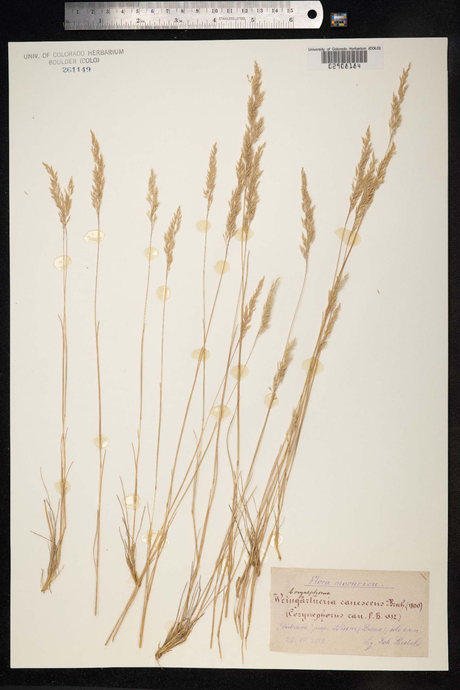 Corynephorus image