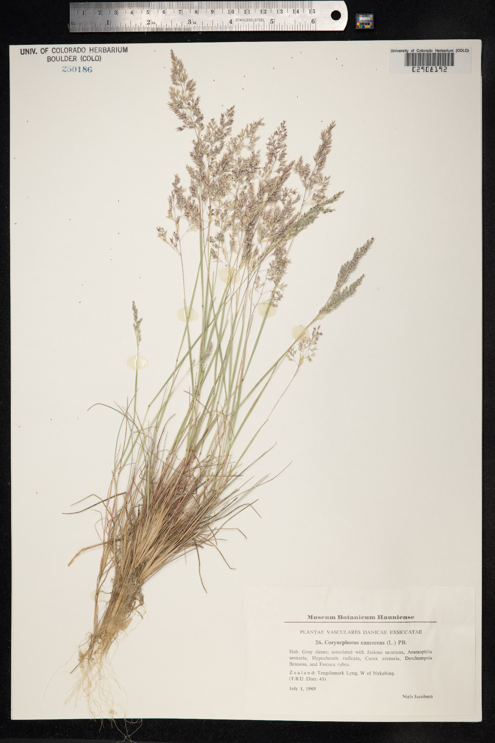 Corynephorus canescens image