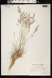 Corynephorus canescens image